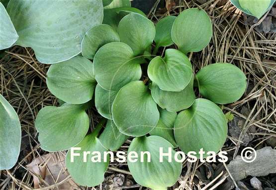 Hosta Quarter Back